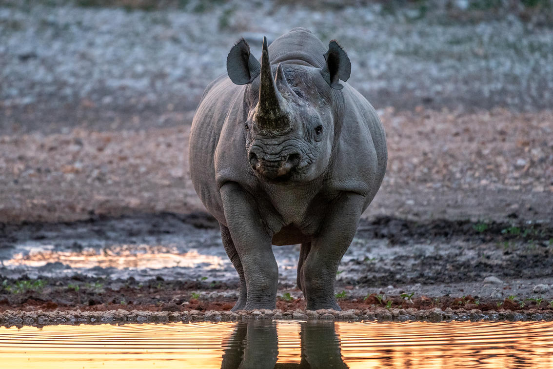 Wildlife near Etosha National Park