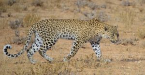 Etosha camping safari